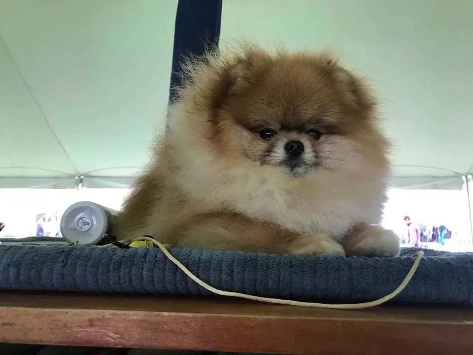 Sheldon resting at dog show